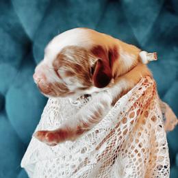 Cavalier King Charles Spaniel and Cavapoo Puppies from Cavapoo Puppy Parade