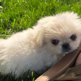 Tiny Tim - White male Pekingese puppy in Winchester, Virginia from Posh Pekingese