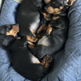 Dachshund Puppies from Little Legs Miniature Dachshunds