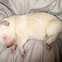 Skye - White female Gerberian Shepsky puppy in Gorman, Texas from Bransford Paw Pack/Timber Huskies