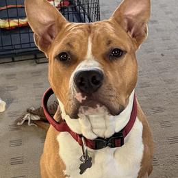 American Staffordshire Terrier All Grown Up from Two Bridges AmStaffs