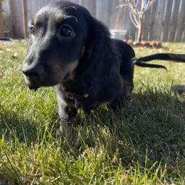 Cavalier King Charles Spaniel and Dachshund Puppies from Cavalier Companions CO.
