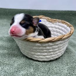Blizzard - Black and tan male Pembroke Welsh Corgi puppy in Waco, Texas from The Comma Corgis