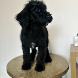 Espeon - Black female Goldendoodle puppy in Twin Falls, Idaho from Burrow & Bone