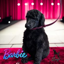 Barbie - Black female Poodle puppy in Nederland, Texas from Lingo Standard Poodles