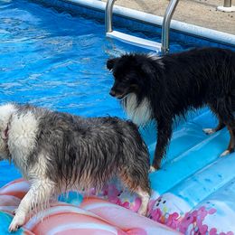 Miniature Australian Shepherd and Toy Australian Shepherd All Grown Up from Lowery’s Little Aussies