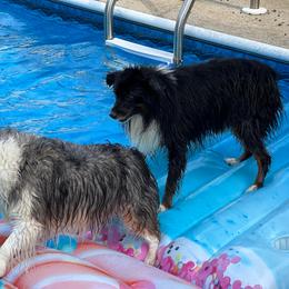 Miniature Australian Shepherd and Toy Australian Shepherd All Grown Up from Lowery’s Little Aussies