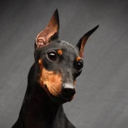 Manchester Terriers from WhirlWynd Manchester Terriers