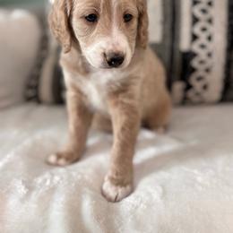 Laila - Brown and white female Bernedoodle puppy in Jacksonville, Florida from Star of the Sea Doodles
