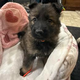 2nd pick sable female - Sable female German Shepherd puppy in Berlin, Wisconsin from Gypsy Miracle Kennels