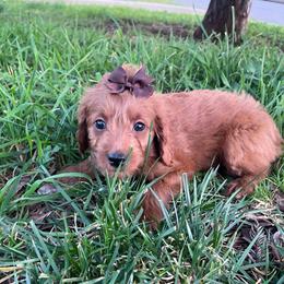 F1B GoldenDoodle Coco Chanel Mini - Red  female Goldendoodle puppy in Redding, California from Casa Delarosa Collective Poodles & Doodles