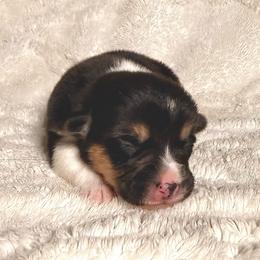 Girl 1 - Black and tan female Pembroke Welsh Corgi puppy in Northwood, Iowa from Sorrel Sands Corgis