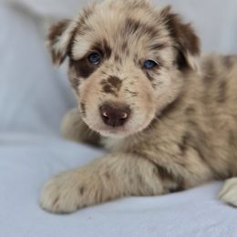 Sophie - Red merle female Australian Shepherd puppy in Kingman, Arizona from Long Mt Aussies