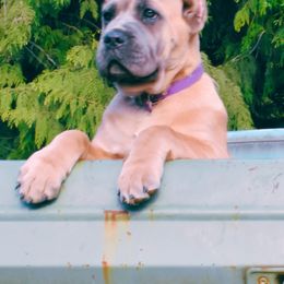 Thea - Gray and fawn Cane Corso puppy in Arlington, Washington from Folkvar Cane Corso