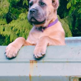 Thea - Gray and fawn Cane Corso puppy in Arlington, Washington from Folkvar Cane Corso
