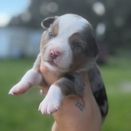 Blue ASDR - Blue merle male Toy Australian Shepherd puppy in Polk City, Florida from Skaky Shepherds