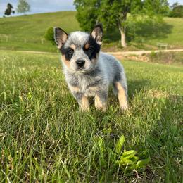 Coconut - Blue female Australian Cattle Dog puppy in Olive Hill, Kentucky from Tompkins Farm