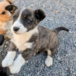 Emerald - Brindle and white female Cardigan Welsh Corgi puppy in Hotchkiss, Colorado from Bell S Ranch