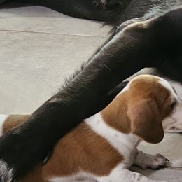 Buttercup - Red Dachshund puppy in Sarasota County, Florida from Donna's Mini Joys