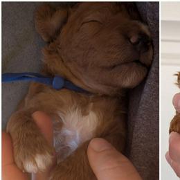 Blue - Red male Whoodle puppy in Layton, Utah from Penny's Puppies