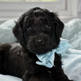 Bernedoodle and Goldendoodle Puppies from Above and Beyond Standards