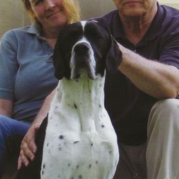 Pointer All Grown Up from Cumbrian Kennel. Henri and Nancy Tuthill