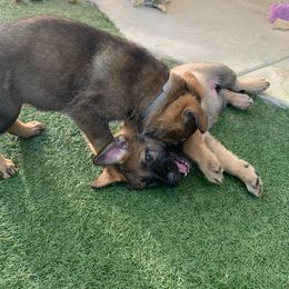 German Shepherd Puppies from Four Pines Ranch