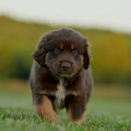 Tomi - Red tri male Toy Australian Shepherd puppy in Hartman, Arkansas from Southern Edition Aussies