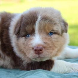 Cheshire Cat - Red merle male Australian Shepherd puppy in Star City, Arkansas from Blush & Lace Aussie Co.