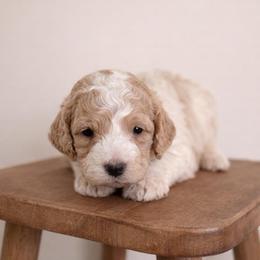 Daisy - Parti female Goldendoodle puppy in Loma Rica, California from BloomingPuppies