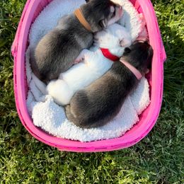 Pomsky Puppies from Greenville Pomskies