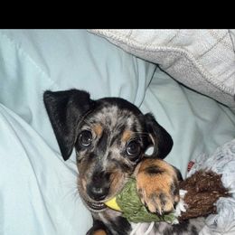 Dachshund Puppies from Mrs. B’s Mini Doxies