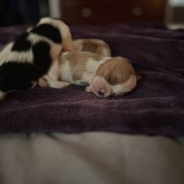 Dorthea - Blenheim female Cavalier King Charles Spaniel puppy in Taylor, Michigan from Shannon's Cavalier King Charles Spaniels