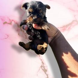 Rose marble - Black and tan female Yorkshire Terrier puppy in Pomona, California from Lunio's Yorkies