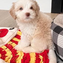 Cove - Caramel cream male Australian Labradoodle puppy in Nashville, Tennessee from SF Australian Labradoodles