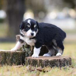Cider - Black tri female Miniature Australian Shepherd puppy in White Oak, Texas from Triple Lake Ranch Miniature Australian Shepherds