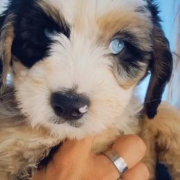 Travis - Blue merle male Assorted Doodle Crosses puppy in Yuciapa, California from AlltheDoodlez_