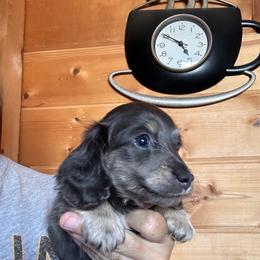 Boy 5 - Gray (blue) and tan male Dachshund puppy in Cheyenne, Wyoming from Great Basin Hounds