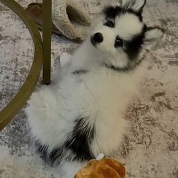 Boy 3 - Black and white male Pomsky puppy in Leesburg, Virginia from Capital Pomsky