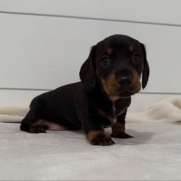 Bella - Black and tan female Dachshund puppy in Callahan, Florida from Little Foot Kennels