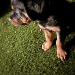 Grey boy - Black and mahogany male Rottweiler puppy in Colorado Springs, Colorado from Von Locher Rotties