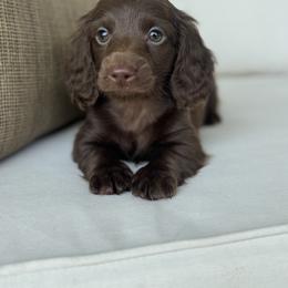 Boy 4 - Chocolate male Dachshund puppy in Bentonville, Arkansas from Boujee Buns Dachshunds