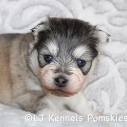 Midnight - Gray and white male Pomsky puppy in Centerville, Iowa from LJ Kennels Pomskies, LLC