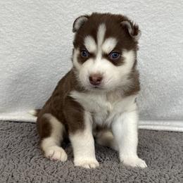 Beau (Green) - Red and white male Siberian Husky puppy in Ellijay, Georgia from Appalachian Siberians LLC