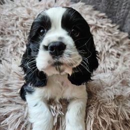 Milo(white) AKC - Black white and tan male Cocker Spaniel puppy in Midlothian, Virginia from Swift Creek Cocker Spaniels