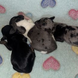 Dachshund Puppies from Dachshund Dad