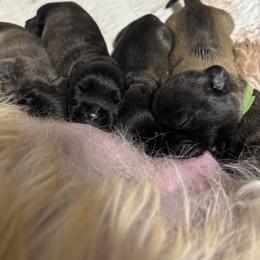 Purple Collar girl - Wheaten female Glen of Imaal Terrier puppy in Homestead, Pennsylvania from Galore Glens