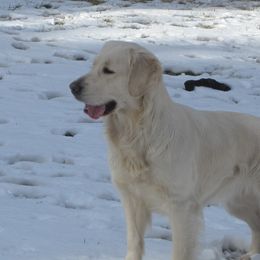 London - Golden Retriever