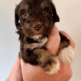 Rey - Liver female Miniature Schnauzer puppy in Warrenton, Oregon from Tiny Shadow Schnauzers