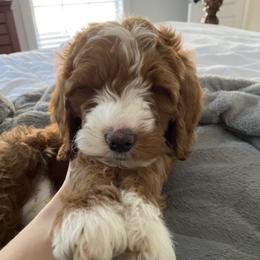 Goldendoodles from Goldenwood